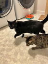JIMMY & GIGI - Offered by Owner - Bonded