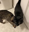 JIMMY & GIGI - Offered by Owner - Bonded