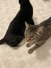 JIMMY & GIGI - Offered by Owner - Bonded