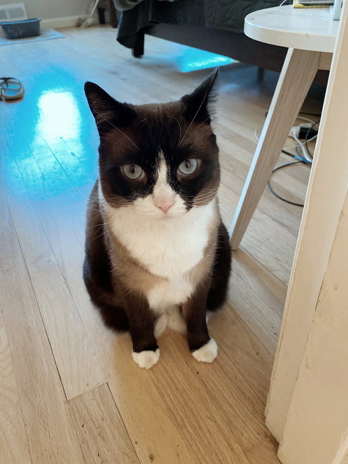 POPPY - Offered by Owner - Snowshoe mix