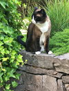 POPPY - Offered by Owner - Snowshoe mix