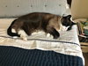 POPPY - Offered by Owner - Snowshoe mix