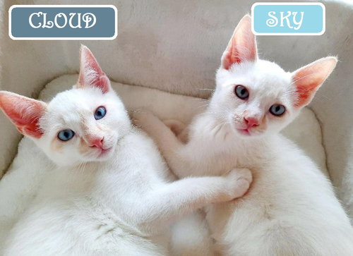 CLOUD & SKY - Offered by Owner - Brother Pair