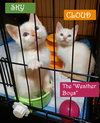 CLOUD & SKY - Offered by Owner - Brother Pair