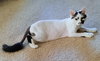 PRISCILLA - Offered by Owner
