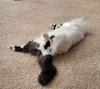 PRISCILLA - Offered by Owner