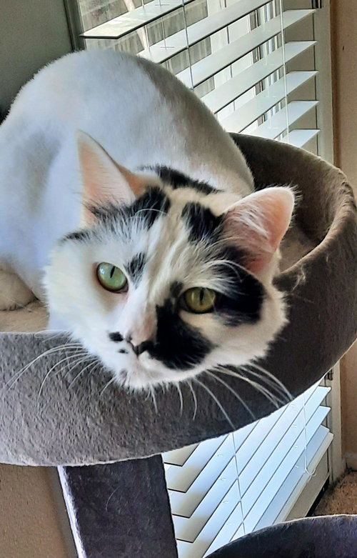 PRISCILLA - Offered by Owner