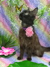 YZMA - Offered by Owner - Young female