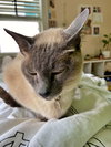 MICHAH -Offered by Owner