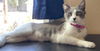 LILY - Offered by Owner - Young Female