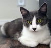 LILY - Offered by Owner - Young Female