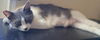 LILY - Offered by Owner - Young Female