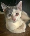 KAMARIA - Offered by Owner - kitten