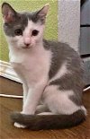 KAMARIA - Offered by Owner - kitten