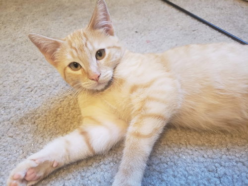 CHEETO and NACHO - Offered by owner