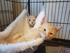 CHEETO and NACHO - Offered by owner