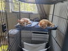 CHEETO and NACHO - Offered by owner