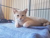 CHEETO and NACHO - Offered by owner