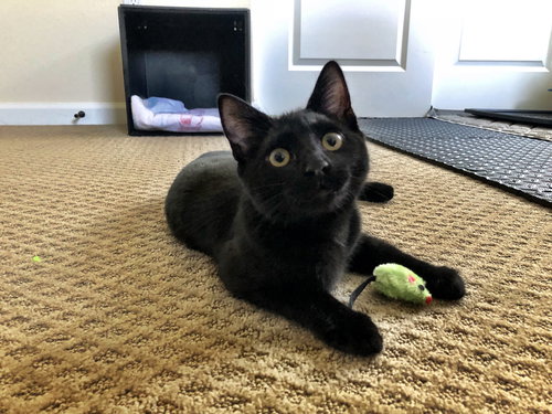 OLIVER ~ best kitty