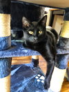 OLIVER ~ best kitty