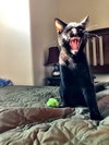 OLIVER ~ best kitty