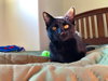 OLIVER ~ best kitty