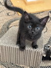 COSMIC KITTENS