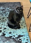 MACDUB - Offerd by Owner - Lonely Senior Needs You