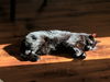 MACDUB - Offerd by Owner - Lonely Senior Needs You