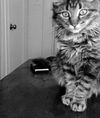 WILLOW - Offered by Owner - Declawed adult