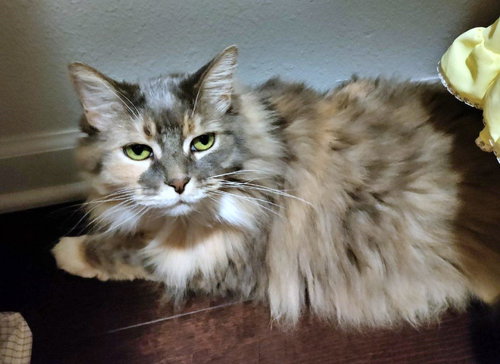 MELLOW - Offered by Owner - Ragdoll mix