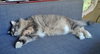 MELLOW - Offered by Owner - Ragdoll mix