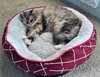 MELLOW - Offered by Owner - Ragdoll mix
