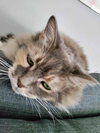MELLOW - Offered by Owner - Ragdoll mix