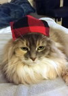 MELLOW - Offered by Owner - Ragdoll mix