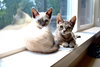 OREO & TRUFFLES - Bonded Sister Pair