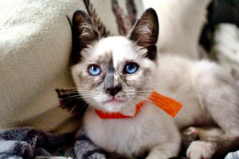 OREO & TRUFFLES - Bonded Sister Pair