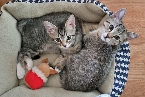 ASH and ATHENA - bonded sisters
