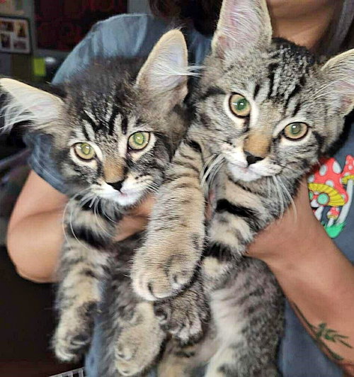 COAL & ARIES - Bonded kitten brothers