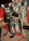 COAL & ARIES - Bonded kitten brothers