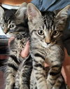 COAL & ARIES - Bonded kitten brothers