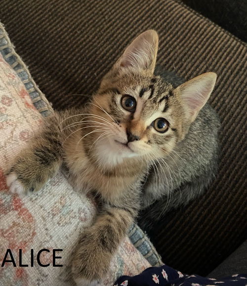 Alice
