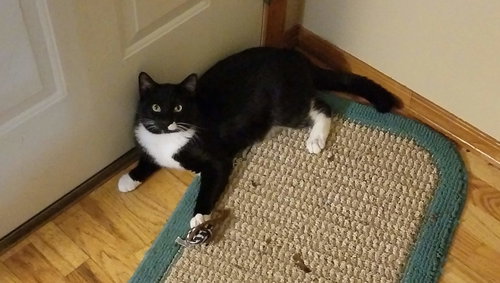 FRANKIE - Offered by Owner - Young Male