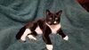 FRANKIE - Offered by Owner - Young Male