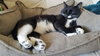 FRANKIE - Offered by Owner - Young Male