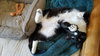 FRANKIE - Offered by Owner - Young Male