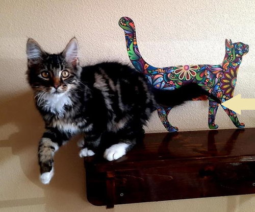 AUGGIE - Offered by Owner