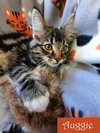AUGGIE - Offered by Owner