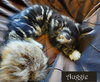AUGGIE - Offered by Owner