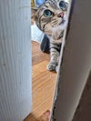 MEADOW & ANGEL - Offered by Owner - Sister pair